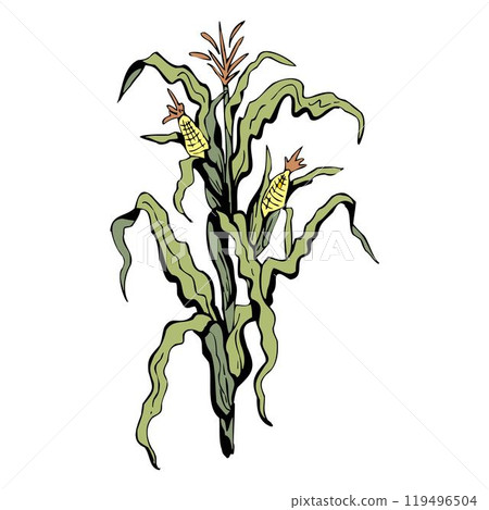corn haystack in rectangular bundle with ropes, countryside farm agriculture haystack vector corn haystack in rectangular bundle with ropes, countryside farm agriculture haystack vector 119496504