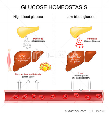 Glucose Homeostasis. Blood glucose regulation. Insulin secretion 119497308