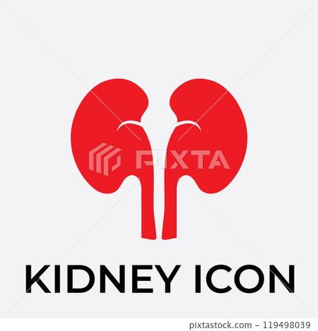 kidney vector illusrtation 119498039