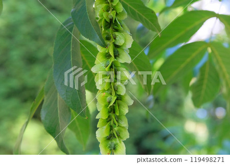 Pterocarya fraxinifolia in park in summer. Green leaves and seeds in garden. Caucasian wingnut or Caucasian walnut. Pterocarya fraxinifolia in park in summer. Green leaves and seeds in garden. Caucasian wingnut or Caucasian walnut. 119498271