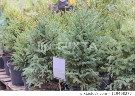 Christmas tree seedlings are sold in store. Seedlings of coniferous plants for landscape design. Potted evergreen tree seedlings. 119498273