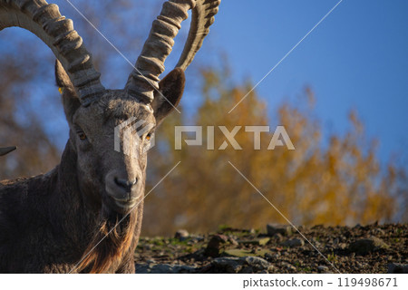 Male Siberian ibex Capra sibirica 119498671