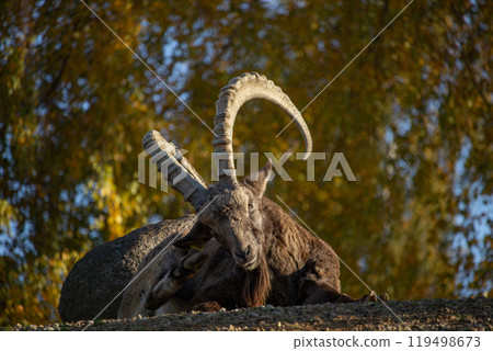 Male Siberian ibex Capra sibirica with his big horns Male Siberian ibex Capra sibirica with his big horns 119498673