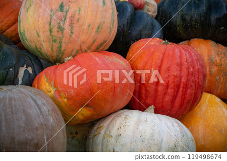 Pumpkins. Pumpkins for sale at a Pumpkin Patch. Halloween and Autumn Pumpkins Pumpkins. Pumpkins for sale at a Pumpkin Patch. Halloween and Autumn Pumpkins 119498674