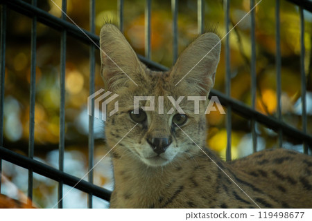 Profile portrait of serval (felis serval) at zoo 119498677