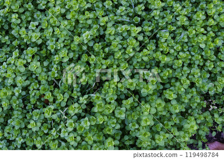 closeup view of small green leaves, sprout carpet wallpaper concept, nature background 119498784