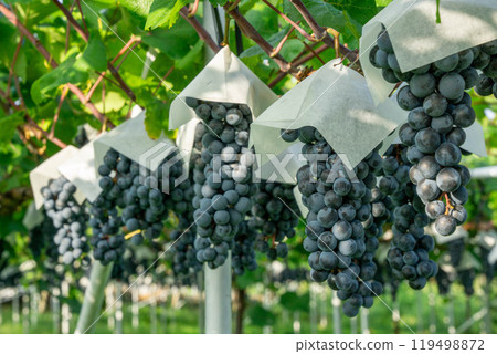新鮮的葡萄 119498872