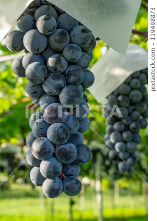 Fresh grapes Fresh grapes 119498873