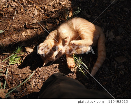 A cute kitten playing happily in the woods where it was born 119498913