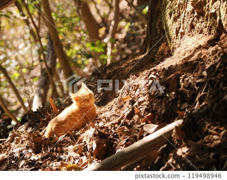 一隻可愛的小貓在它出生的灌木叢裡活潑地玩耍 一隻可愛的小貓在它出生的灌木叢裡活潑地玩耍 119498946