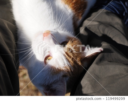 可愛的貓咪在公園的貓群玩耍 119499209