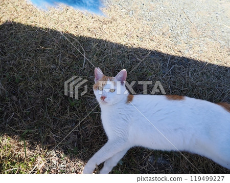 可愛的貓咪在公園的貓群玩耍 可愛的貓咪在公園的貓群玩耍 119499227