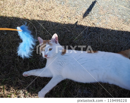 Cute cats playing in the cat colony in the park 119499228