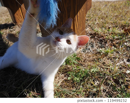Cute cats playing in the cat colony in the park 119499232
