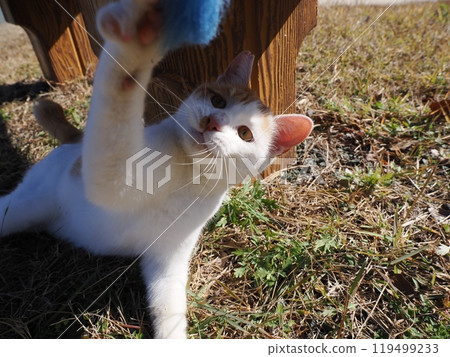 Cute cats playing in the cat colony in the park 119499233