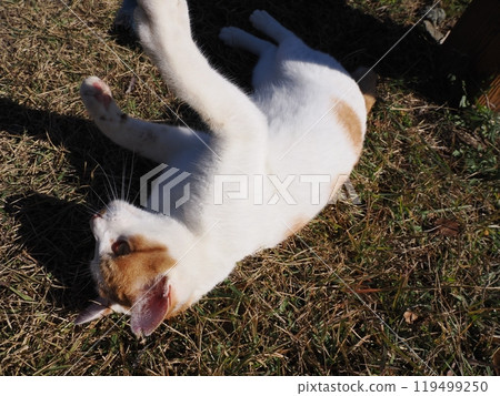 Cute cats playing in the cat colony in the park Cute cats playing in the cat colony in the park 119499250