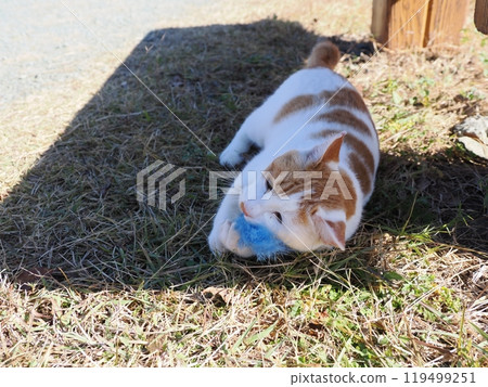 可愛的貓咪在公園的貓群玩耍 可愛的貓咪在公園的貓群玩耍 119499251