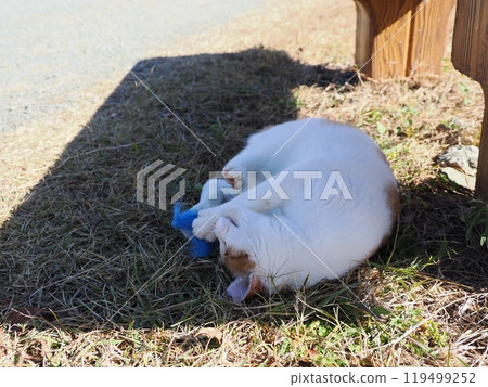 可愛的貓咪在公園的貓群玩耍 可愛的貓咪在公園的貓群玩耍 119499252