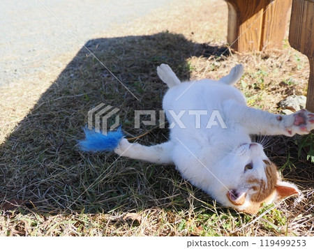 可愛的貓咪在公園的貓群玩耍 可愛的貓咪在公園的貓群玩耍 119499253