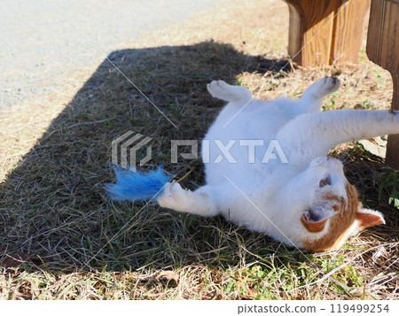 可愛的貓咪在公園的貓群玩耍 可愛的貓咪在公園的貓群玩耍 119499254