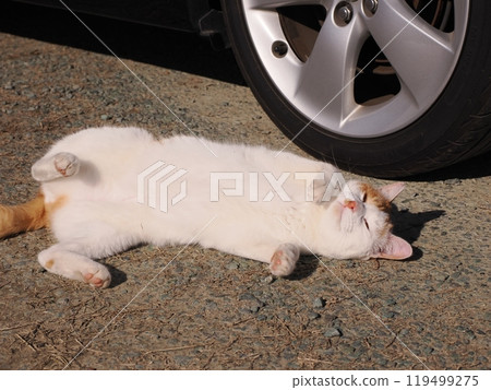 Cute cats playing in the cat colony in the park 119499275