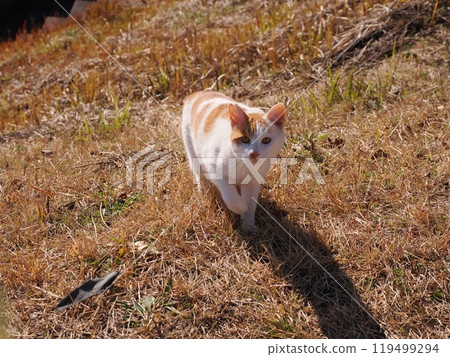 Cute cats playing in the cat colony in the park 119499294
