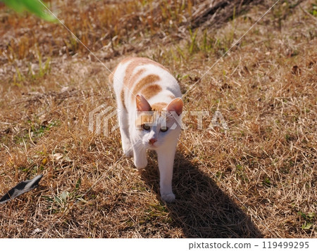Cute cats playing in the cat colony in the park 119499295