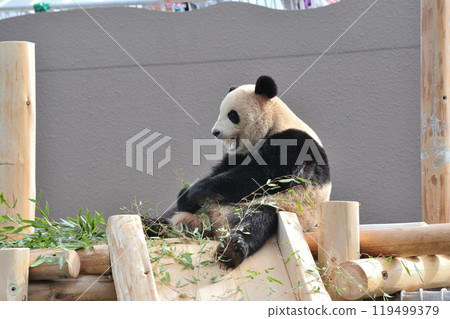Umehama eating bamboo deliciously 119499379