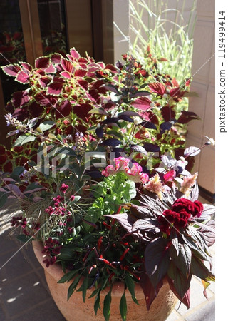 Autumn flowers in front of the entrance bathed in the afternoon sun 119499414