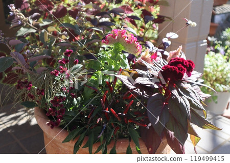 Autumn flowers in front of the entrance bathed in the afternoon sun 119499415