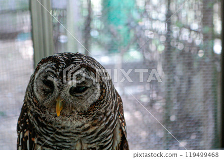 Owl looking into the distance Owl looking into the distance 119499468