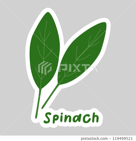 Sticker with fresh spinach leaves, healthy food icon, vector 119499521