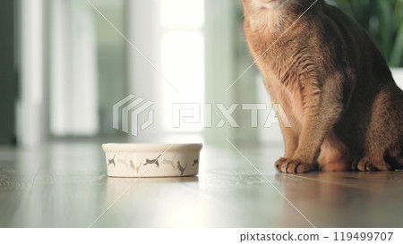 Brown funny cat eat something wrong from food bowl. Domestic ginger cat. Little best friends. Cute domestic animals at home. Beautiful red Abyssinian cat portrait. Low angle close up shot. Slow motion 119499707