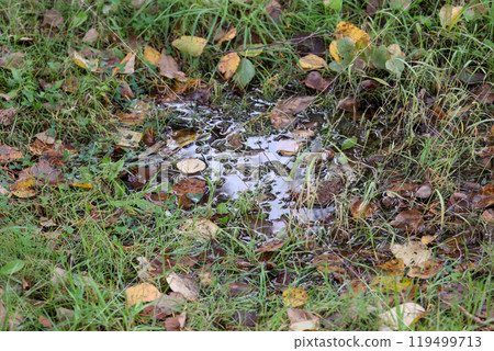 puddle, rainwater, rain, grass, fallen leaves, water, water surface, fallen leaves, outdoors, nature puddle, rainwater, rain, grass, fallen leaves, water, water surface, fallen leaves, outdoors, nature 119499713