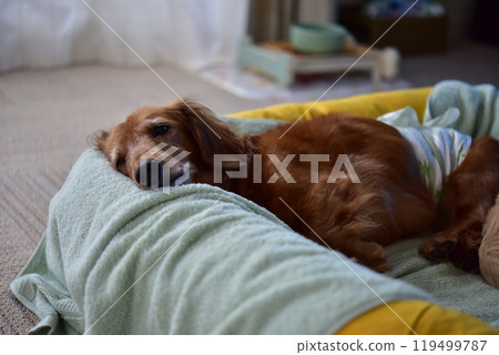 睡在床上的迷你臘腸犬 睡在床上的迷你臘腸犬 119499787