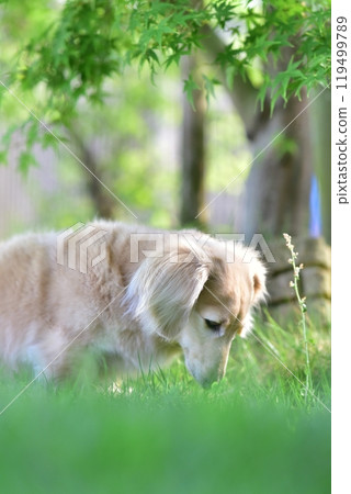 Momiji 和迷你臘腸犬 Momiji 和迷你臘腸犬 119499789