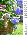 Hydrangea and miniature dachshund 119499792