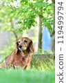 Momiji and Miniature Dachshund 119499794
