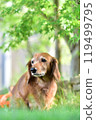 Momiji and Miniature Dachshund 119499795