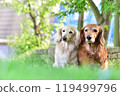 Friendly miniature dachshunds 119499796