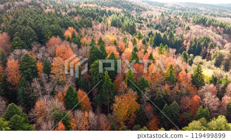 Colorful And Joyful Forest Trees In Autumn 119499899
