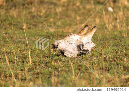 Giraffe skull in the Okavango Giraffe skull in the Okavango 119499914