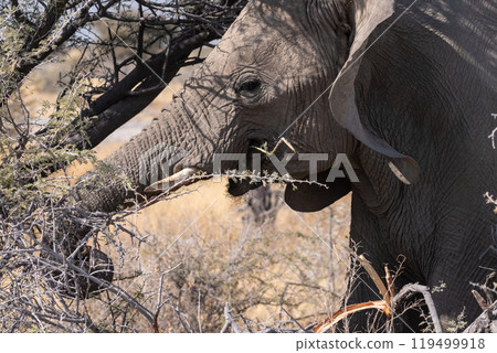 Close-up of an Elephant trunk 119499918