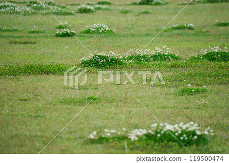 White clover blooming in the grassland 119500474
