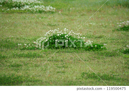 White clover blooming White clover blooming 119500475