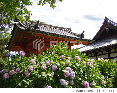 Hannya Temple Bell Tower and Hydrangeas Hannya Temple Bell Tower and Hydrangeas 119500534