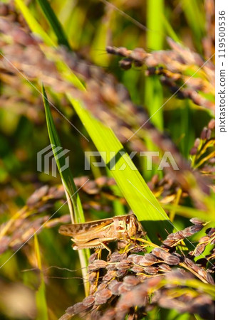 A photo of the ecology of locusts riding on black ears of ancient rice 119500536
