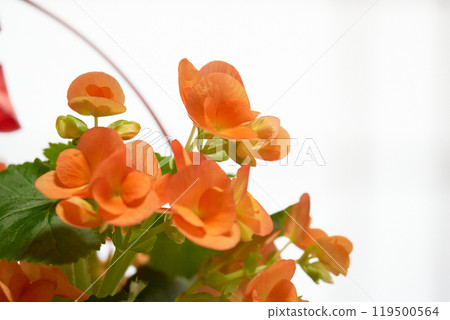 A bouquet of begonias to give as a gift 119500564