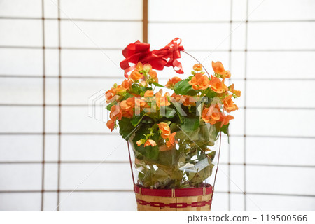 Close-up of begonia flower Close-up of begonia flower 119500566