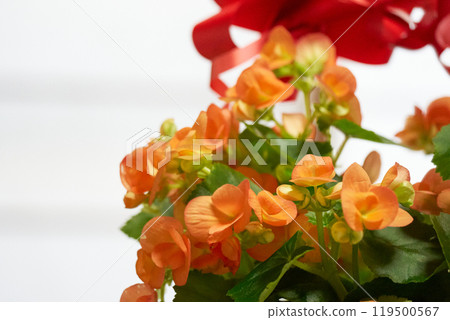 Beautiful flowering begonia 119500567